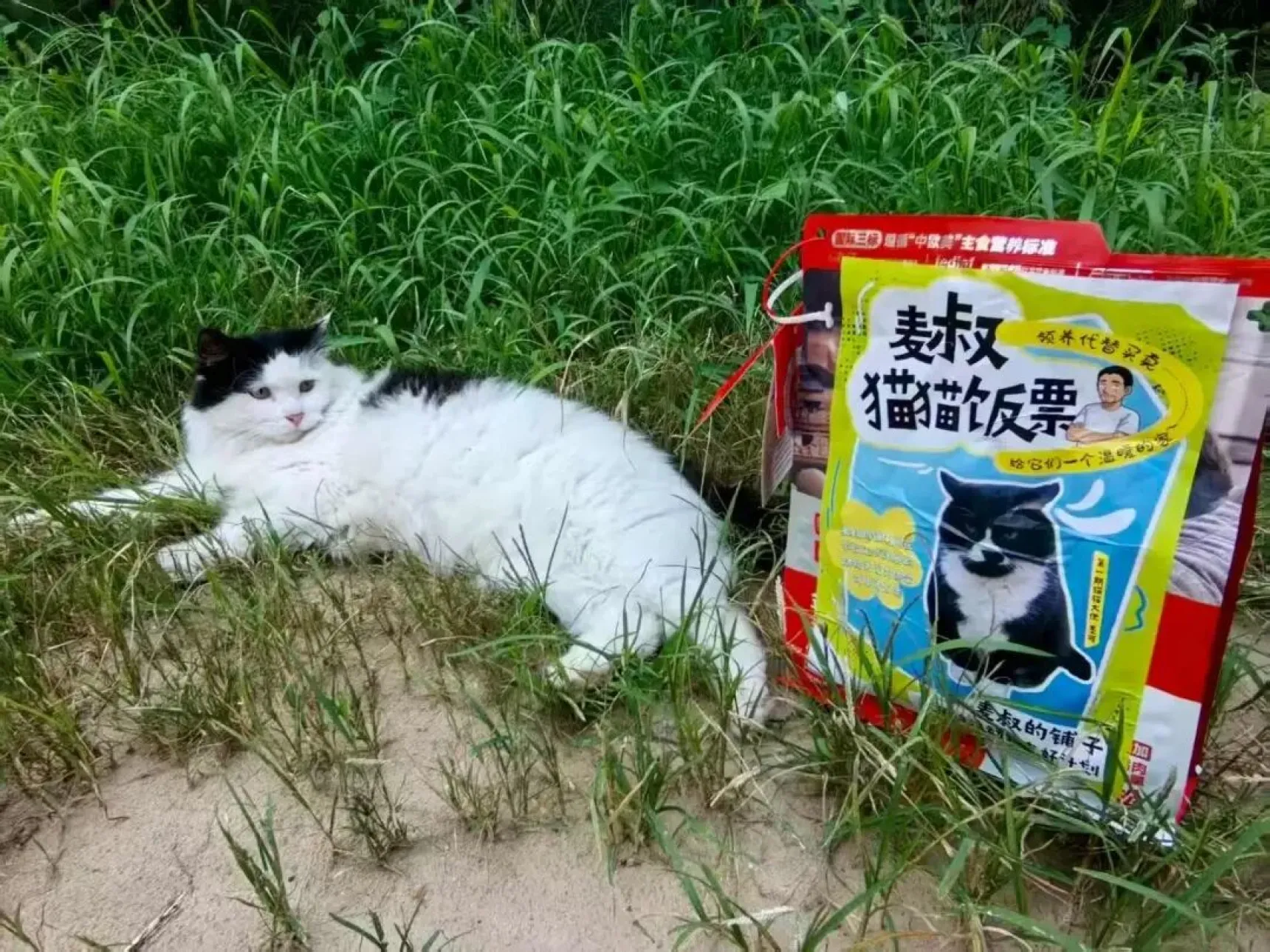流浪动物友好计划
麦叔成立了【猫猫饭票】专用款,公众号文章“麦叔校园流浪动物友好计划”每增加1个阅读量,猫猫饭票增加1元钱(麦叔的铺子所在学校正式注册的动物关爱类协会可申请使用)。